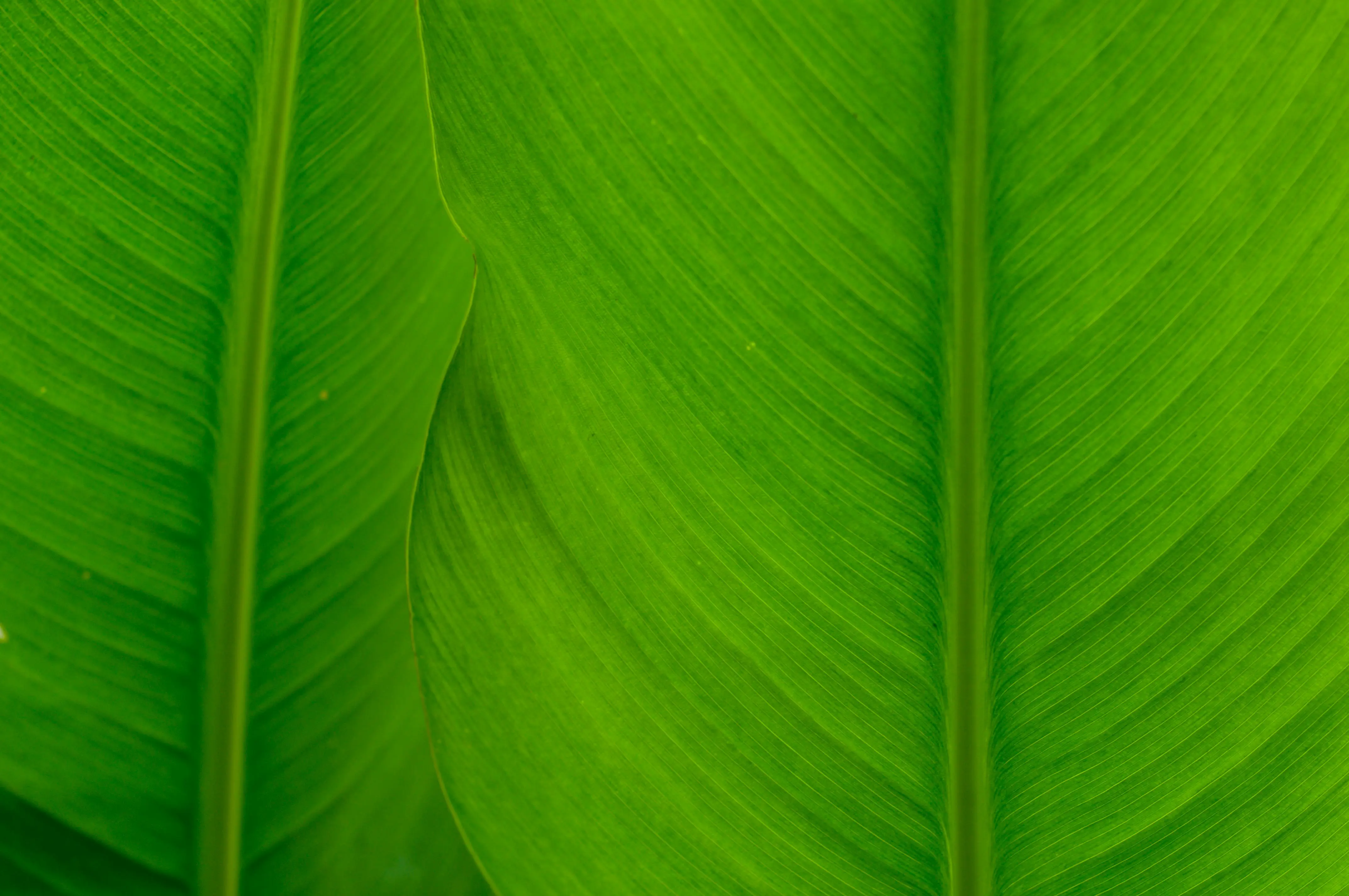 Hybrid Intelligence Revolutionizes Plant Health Monitoring From Space