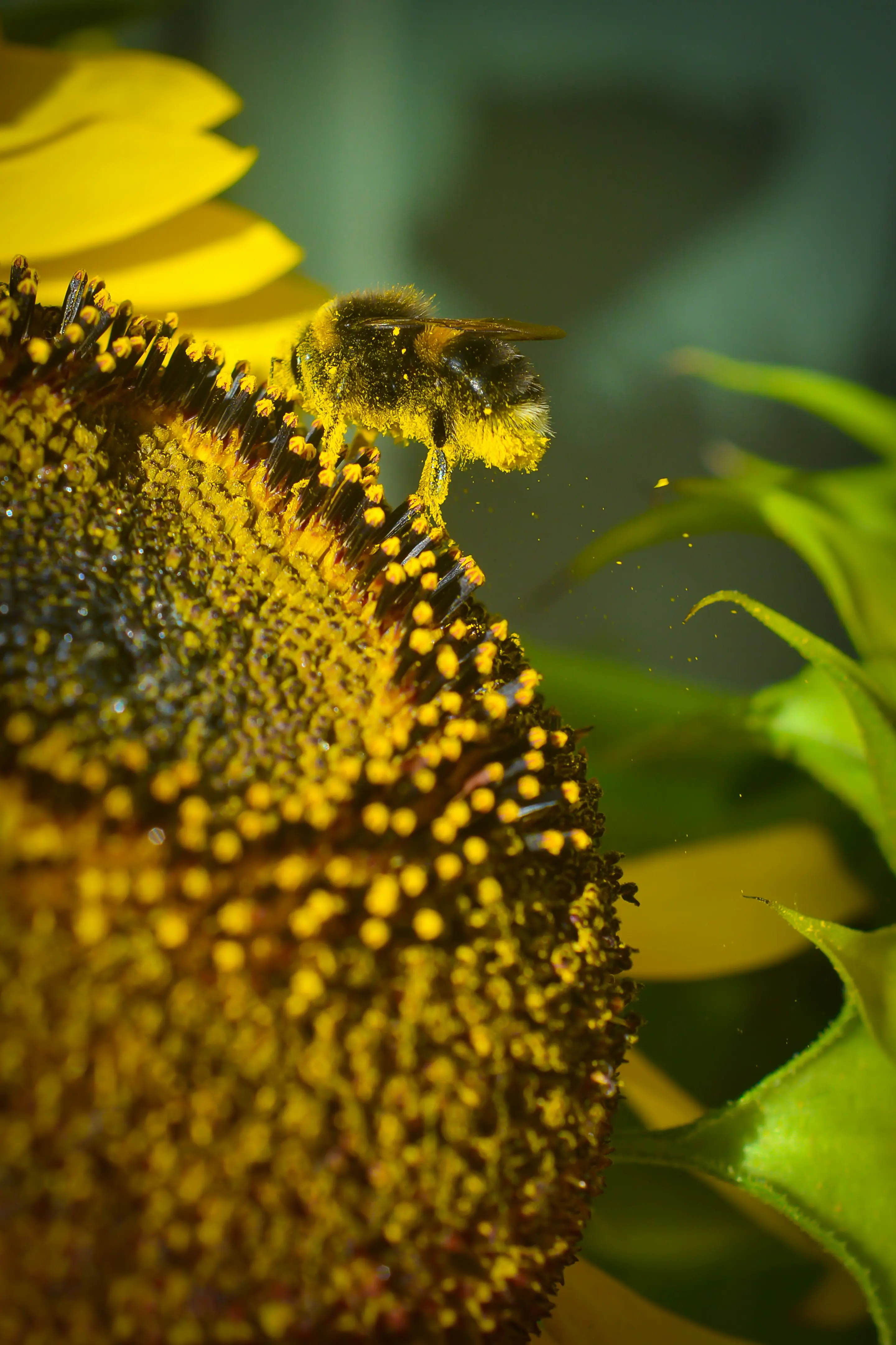 Bumblebees Outshine Gym Enthusiasts With Their Nutritional Savvy